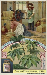 Ricin: Pressing of Oil